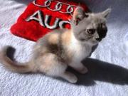 Продам шотланского плюшегого  котёнка ,  цена договорная