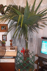Пальма Вашингтония
