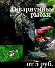 Аквариумные рыбки , улитки, креветки и растения оптом.
