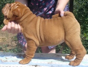 Щенки шарпея Роял Гранд