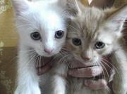 Продаются котята британцы,  коты