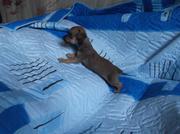 Продаются щенки Той-терьера