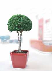 Вазоны (кашпо, горшки) с автоматической системой полива