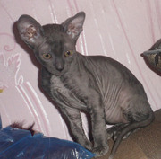 Красивый котенок корниш рекс