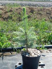 Хвойные саженцы с закрытой корневой системой