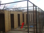 фазан,             перепелки           цесарки               уральске  