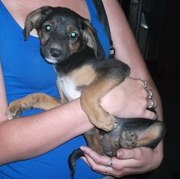 Отдадим Щенка