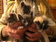 Отдам в хорошие руки котят
