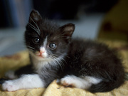 Отдам котят Алматы