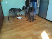 Продам щенков курцхаара (немецкая короткошерстная легавая)