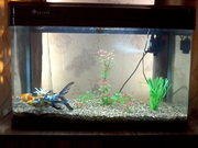 продам аквариум с тремя рыбками
