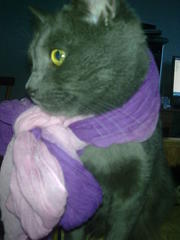 ищем кошечку для вязки