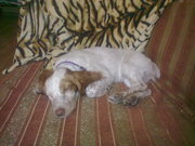 Продам щенка русского охотничьего спаниеля, сука