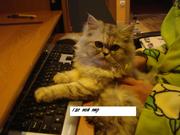 персидские кошки