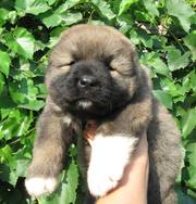 Отличные щенки кавказской овчарки,