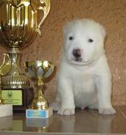 Шикарный щенок, белоснежный алабай!