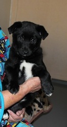 Щенок, 2 мес. девочка, будет среднего роста (от домашней собаки)