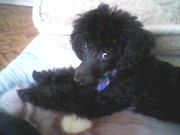 Карликовый пудель вязка