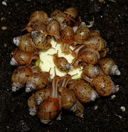 Улитка Ахатина