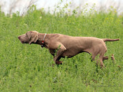 Веймаранер,  щенки