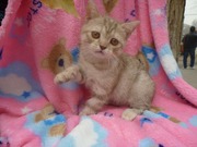 Клубный Шотландский Котёнок