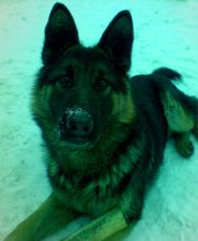 Кобель немецкой овчарки, для вязки.