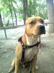 кабель стафордшиского терера ищет суку