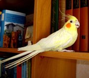 Приму в дар Кареллу Самку