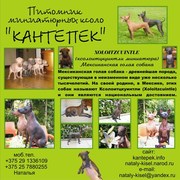 Ксоло-мини щенки,  голые! Питомник 