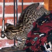 Экзотические сервала,  каракал,  оцелот и саванн котят