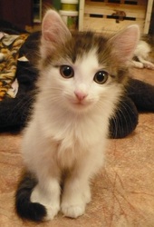 отдам котенка