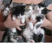 Отдам котят в хорошие руки