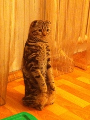 Scottish Fold show class