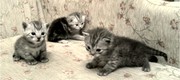 продам котят британской породы