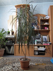 Драцена (Пальма)