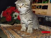 Супер Вислоухий Котёнок