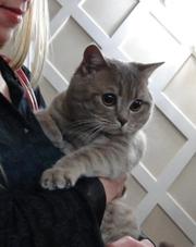 Вязка. Ищем невесту.