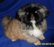 щенки пекинеса продам