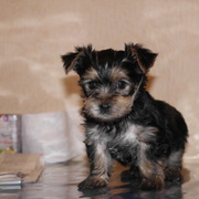 щенки йоркширского терьера