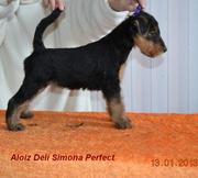 Эрдельтерьера щенки