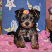 Йоркширские терьеры