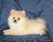 Продаются щенки немецкого шпица с отличной