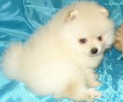 Продаю щенков миниатюрного померанского шпица