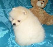 Продаются клубные щенки померанского шпица