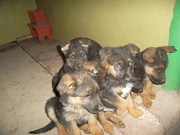 восточно-европейские овчарки