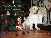 Лабрадор ретривер - щенки