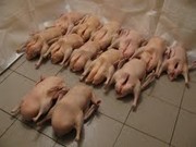 Домашние ГУСИ