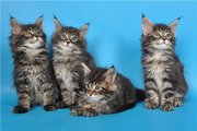 Котята мейн кун из питомника 