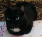 Ищем кота для спаривания
