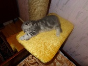 котенок шотландский вислоухий,  голубой мрамор